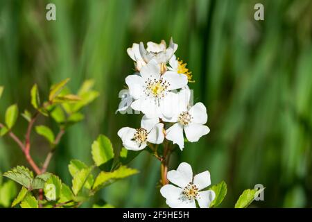 Multiflora Rose Flowers in Springtime Stock Photo