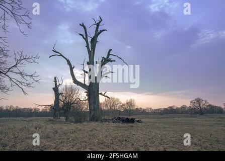 Old oaks. Dusk in Rogalin Landscape Park. Grazing meadows on the floodplains - Warta river valley. Stock Photo