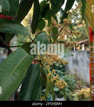 Close up of a mango flowers bunch with few leaves in home garden Stock Photo