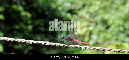 Side view of a red dragonfly resting on a rope in sunny day Stock Photo