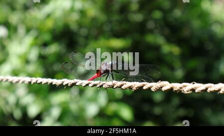 Close up of a red dragonfly holding a tiny bug by both hand while siting on a rope Stock Photo