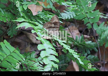 A common evening brown butterfly on fern frond with fern frond Stock Photo