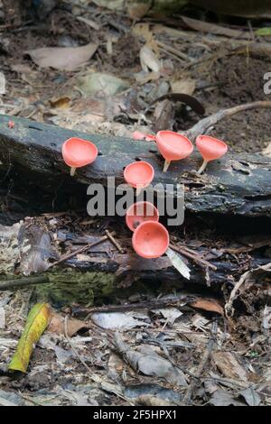 Cookeina species of fungi growing on fallen decaying log in rainforest undergrowth. Photographed in Daintree Rainforest, Queensland, Australia Stock Photo