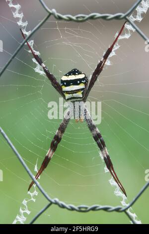Topside of St Andrew's Cross Spider (Argiope aetherea), photographed in garden at Cow Bay, Daintree, Far North Queensland, Australia.