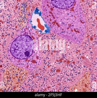 Pancreatic islet cells, TEM Stock Photo