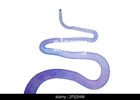 Tapeworm of cattle, light micrograph