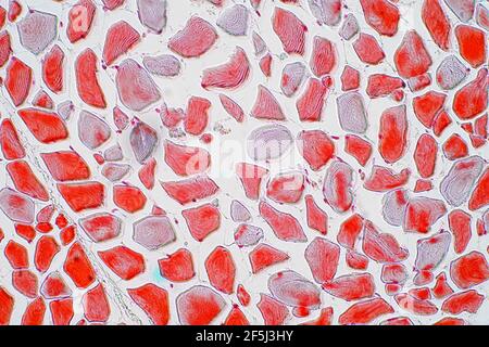 Skeletal muscle, light micrograph Stock Photo