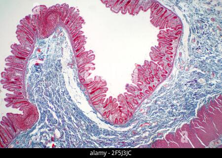 Large intestine lining. Light micrograph of a section through the ...
