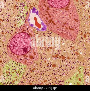 Pancreatic islet cells, TEM Stock Photo