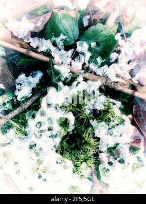 Intimate landscape of freshly fallen snow on moss abstract patterns in