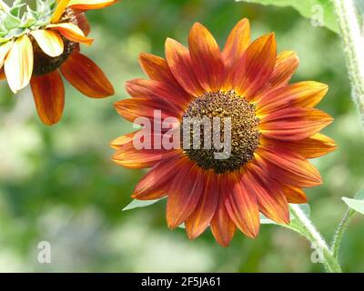 A Perfect Image of One Single Sunflower with Striking Orange Petals and a tinge of Yellow in a Garden of Sunflowers Stock Photo