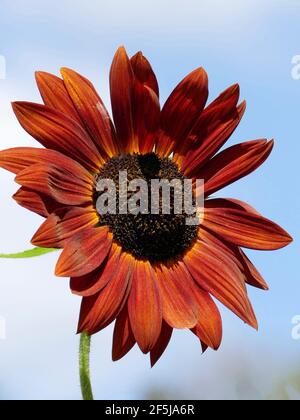 One Single Sunflower with Striking Orange Petals in a Garden on a Beautiful Day with Blue Skies Stock Photo