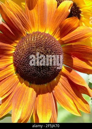 One Single Sunflower with Striking Orange Petals and a tinge of Yellow in a Garden of Sunflowers Stock Photo