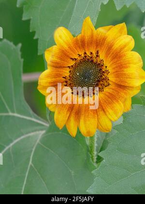 A Beautiful Little Becka Sunflower with Orange and Yellow Gradient Petals and Huge Green Leaves in a Garden Stock Photo