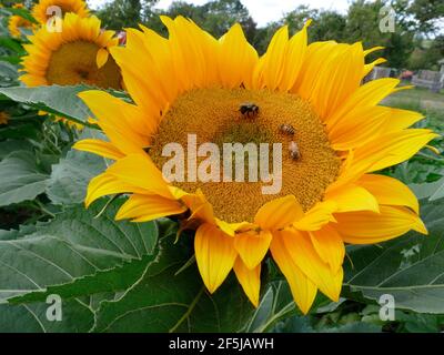 One Bumblebee and Two Honeybees on a Giant Sunflower Stock Photo