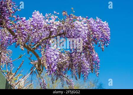 Cloes-up of wisteria vine blooming. Stock Photo