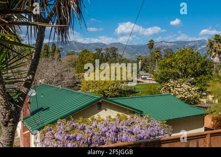 Wisteria in bloom by a residence. Stock Photo