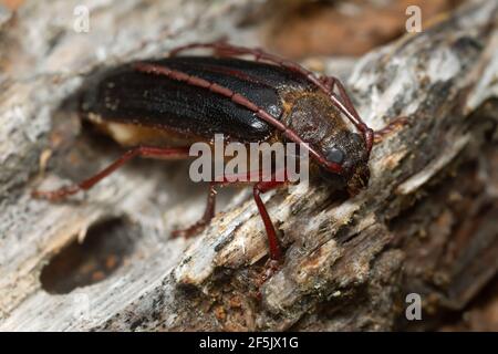 Newly hatched longhorn beetle Tragosoma depsarium on decaying pine wood