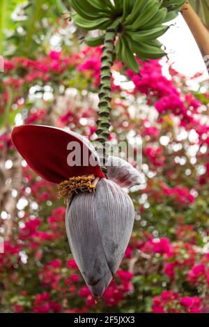 Banana plant inflorescence with male flowers and bananas in St. Augustine, Florida. (USA) Stock Photo