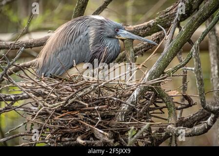 Tricolored heron at the St. Augustine Alligator Farm rookery where wild herons and roseate spoonbills come to breed because of safety from predators. Stock Photo