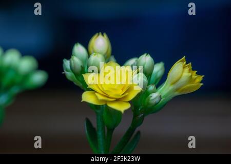 Full frame macro abstract view of tiny yellow kalanchoe flower blossoms with deep blue defocused background Stock Photo