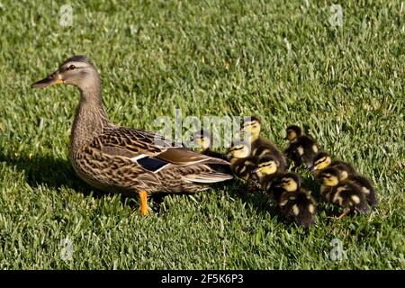 A female (hen) mallard duck leads her brood of 12 small ducklings through grass in Southern California Stock Photo
