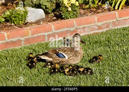 Female (hen) mallard duck with ducklings in backyard of Southern California home Stock Photo