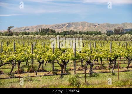 vineyards in Blenheim, Marlborough, New Zealand: