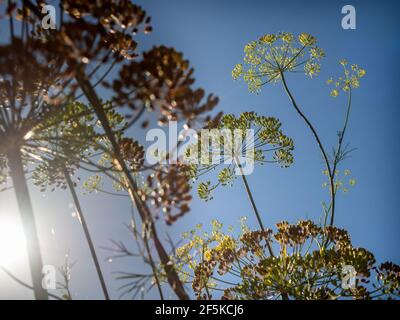 Dill flowers in the morning sunshine highlighted against a blue sky Stock Photo