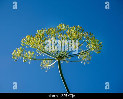 Dill flowers in the morning sunshine highlighted against a blue sky Stock Photo