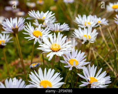 White Alpine Daisies, Mount Stirling, Victoria, Australia Stock Photo ...