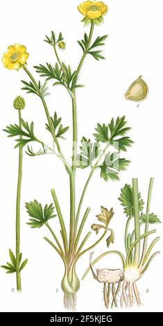 Ranunculus bulbosus (Billeder af nordens flora 1917ff., v1 161, Stock Photo