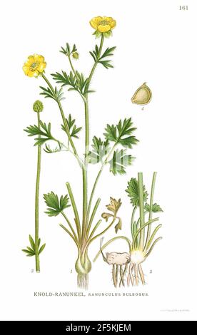 Ranunculus bulbosus (Billeder af nordens flora 1917ff., v1 161, Stock Photo