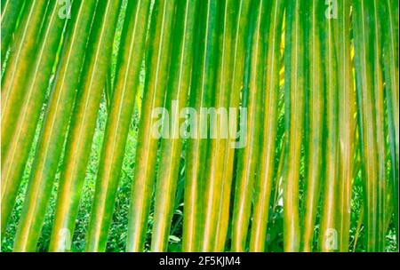 Raoiella indica - red palm mite damage to palm leaves 2. Stock Photo