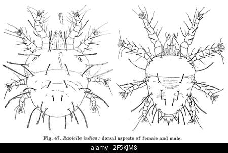 Raoiella indica - red palm mite illustration female and male. Stock Photo