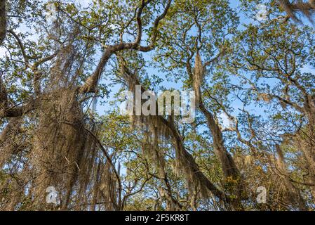 Canopy of Live Oak trees with Spanish moss over the Spanish Pond Loop Trail in Jacksonville, Florida's Timucuan Ecological and Historic Preserve. Stock Photo