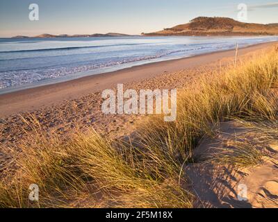 Seven Mile Beach and Marram grass (Ammophila arenaria) stabilizing coastal dunes, Frederick Henry Bay, Hobart, Tasmania, Australia Stock Photo