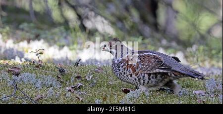 Male Hazel grouse, standing on moss / Eating Cowberry