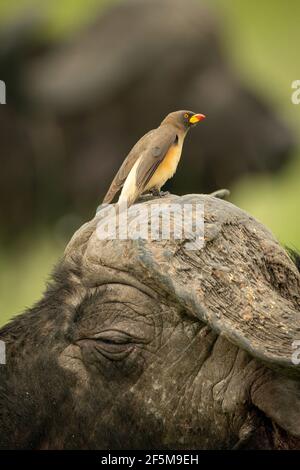 Yellow-billed oxpecker perched on head of buffalo Stock Photo