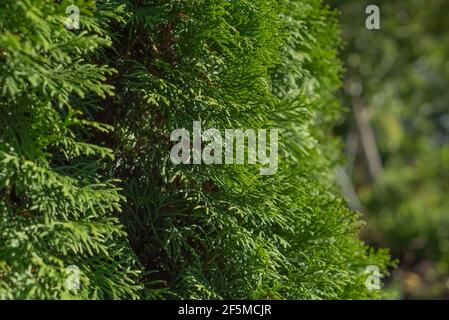 Textured background of green leaves and branches of thuja tree Stock Photo