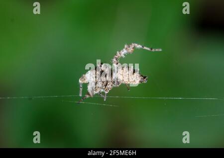 White Moustached Portia Spider, Portia labiata, on web, showing erratic walking style to avoid detection by prey, Klungkung, Bali, Indonesia Stock Photo