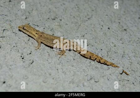 Flat-tailed House Gecko on wall, Hemidactylus platyurus, Klungkung, Bali, Indonesia Stock Photo