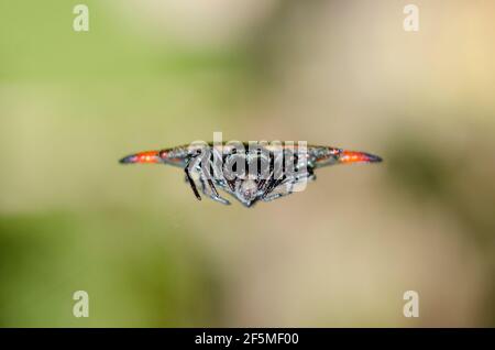 Crablike Spiny Orbweaver Spider, Gasteracantha cancriformis, on web, Klungkung, Bali, Indonesia Stock Photo