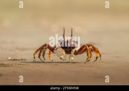 Ghost crab on sand at sea shore Stock Photo
