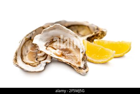 Oysters isolated on white background Stock Photo