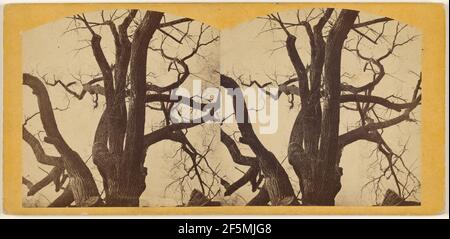 Old Elm Tree, Boston Common. Edward L. Allen (American, 1830 - 1914) Stock Photo