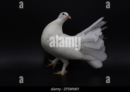English Fantail pigeon, beautiful white pigeon isolated on black background Stock Photo