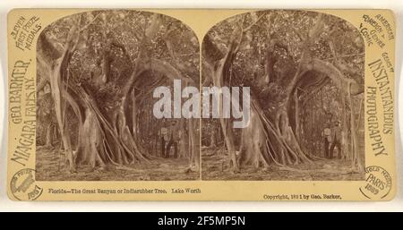 Florida - The Great Banyan or Indiarubber sic Tree. Lake Worth.. George Barker (American, 1844 - 1894) Stock Photo