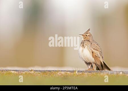 A crested lark (Galerida cristata) resting and singing in a meadow in the morning light. Stock Photo