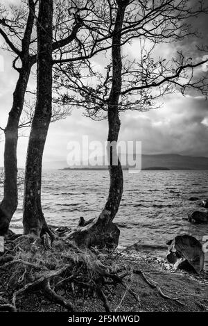 Majestic landscape image of Milarrochy Bay on Loch Lomond in Scottish Highlands with stunning Winter evening ligh Stock Photo